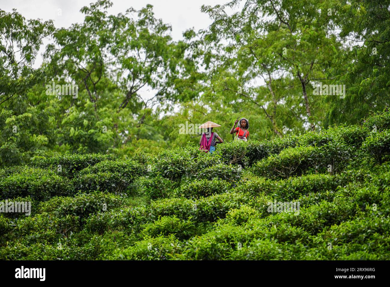 Bangladeshi woman plucking tea leaves at a tea garden in Sylhet. Tea Plucking is a specialized skill. Two leaves and a bud need to be plucked in order to get the best taste and profitability. The calculation of daily wage is 170tk(1.60$) for plucking at least 22-23 kg leaves per day for a worker. The area of Sylhet has over 150 gardens including three of the largest tea gardens in the world both in area and production. Nearly 300,000 workers are employed on the tea estates of which over 75% are women but they are passing their lives as a slave. Stock Photo