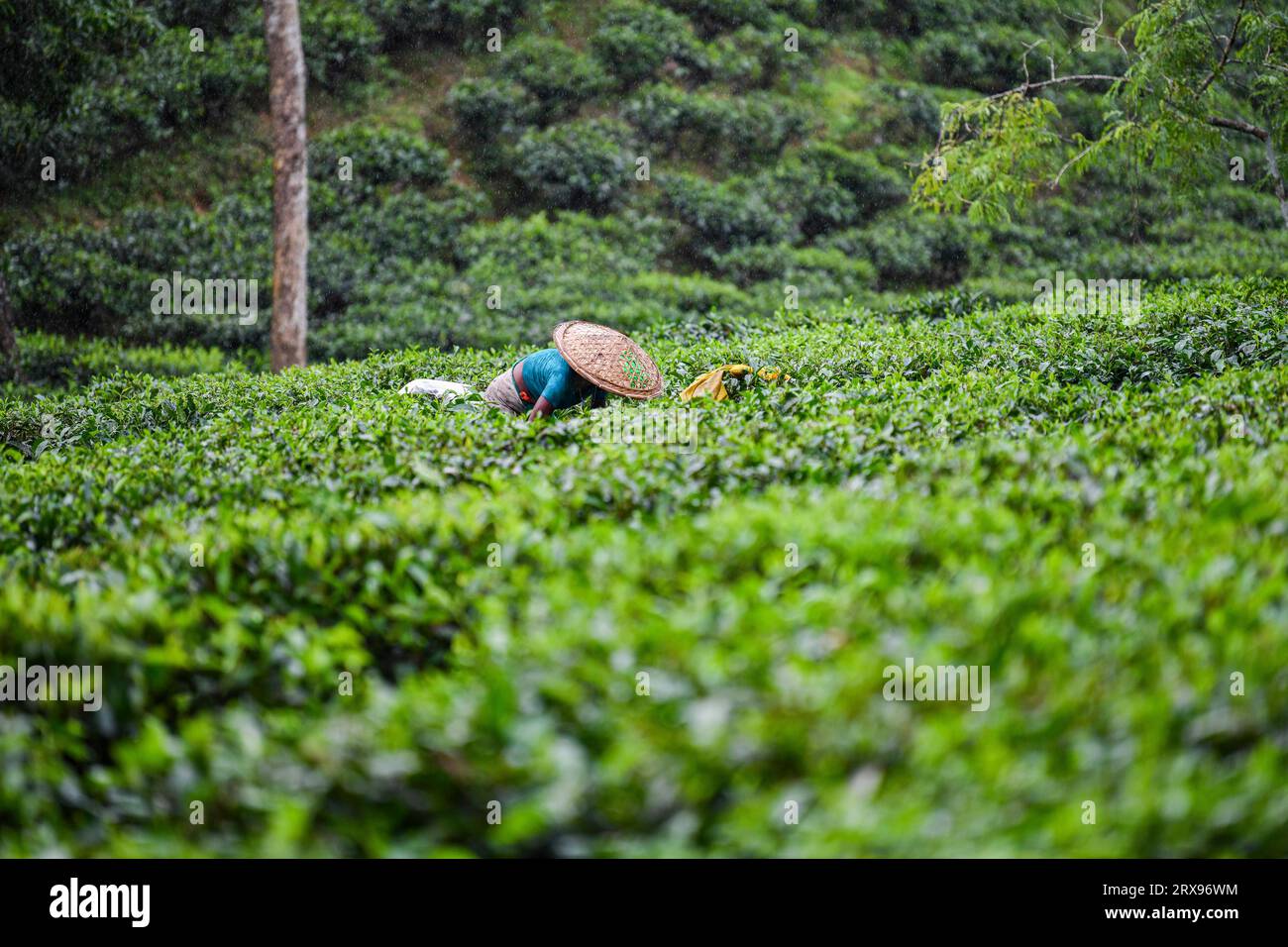 A Bangladeshi woman plucking tea leaves at a tea garden in Sylhet. Tea Plucking is a specialized skill. Two leaves and a bud need to be plucked in order to get the best taste and profitability. The calculation of daily wage is 170tk(1.60$) for plucking at least 22-23 kg leaves per day for a worker. The area of Sylhet has over 150 gardens including three of the largest tea gardens in the world both in area and production. Nearly 300,000 workers are employed on the tea estates of which over 75% are women but they are passing their lives as a slave. (Photo by Zabed Hasnain Chowdhury/SOPA Images Stock Photo