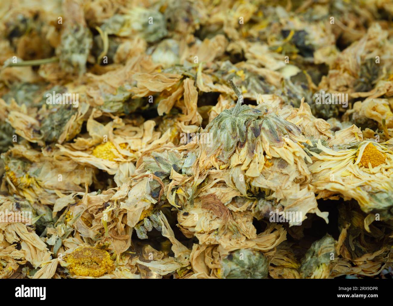 Dried chrysanthemum flowers isolated on white background Stock Photo