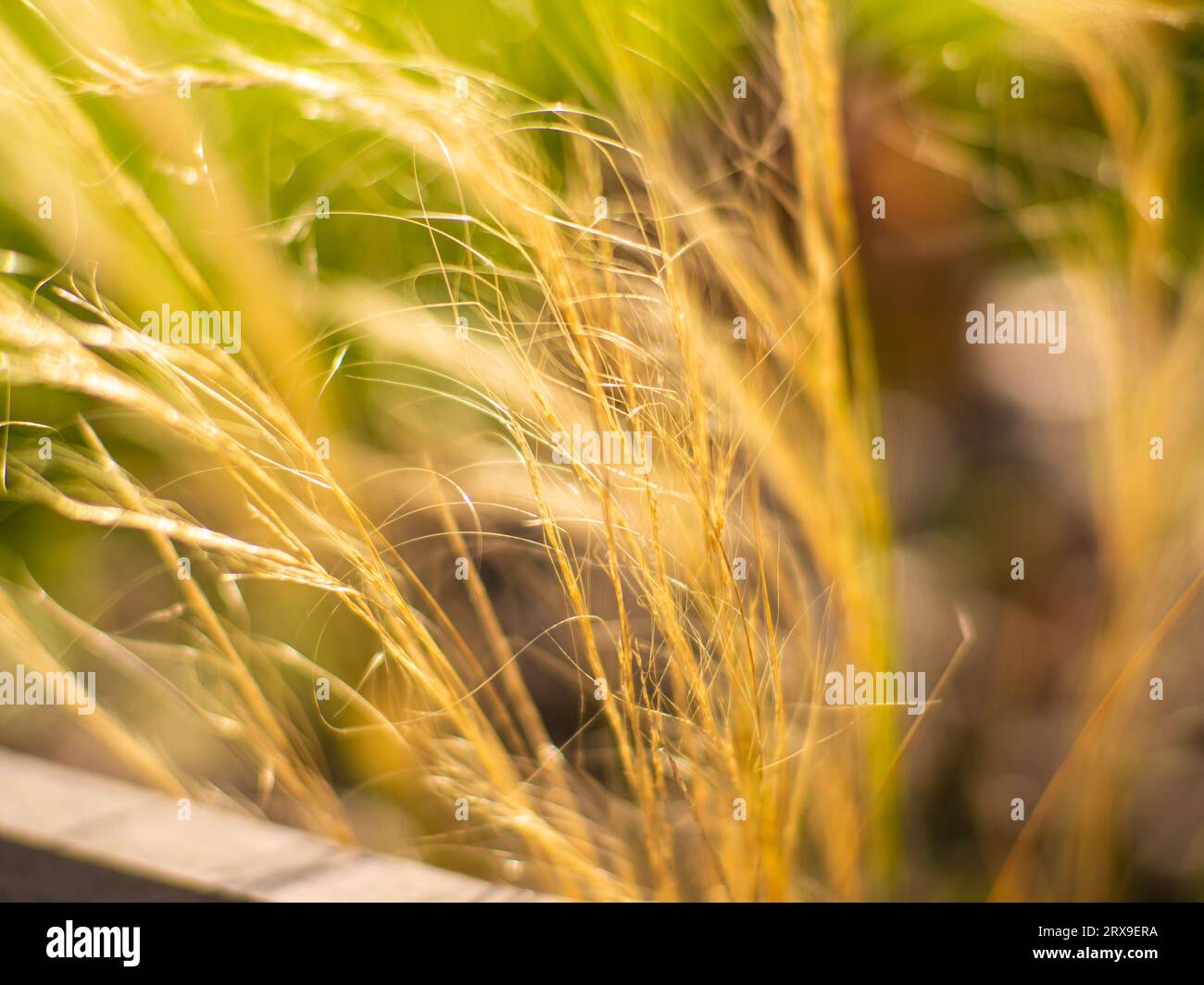 Close-up shot of the dried Mexican feather grass. Compact, perennial grass, stiff, thread-like stems. Stipa tenuissima Pony Tails - Shining silvery pa Stock Photo