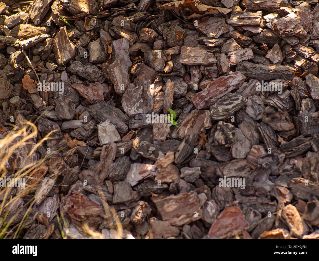 Texture of a pine bark mulch used for horticulture for preventing weed growth and enriching soil. Zero waste, organic gardening. Garden beds with pine Stock Photo