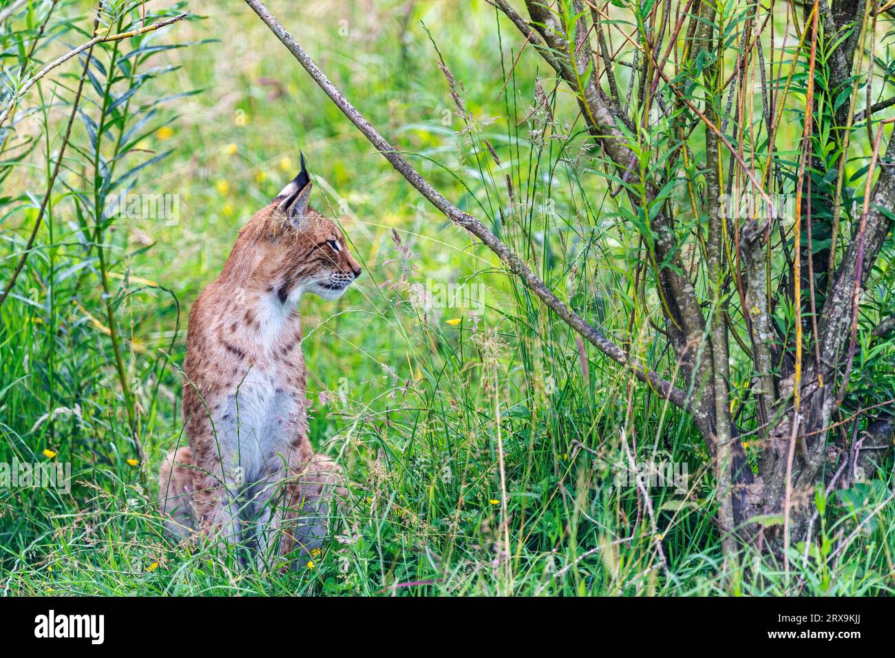 European lynx, Lynx lynx Stock Photo - Alamy