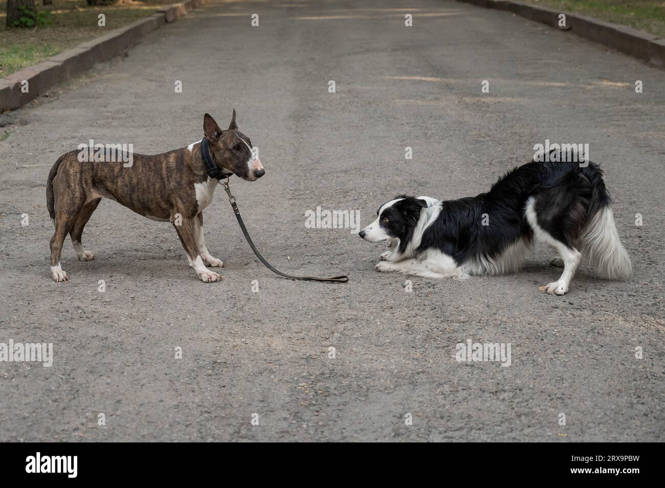 Bull terrier and border collie outdoors. Two dogs on a walk.  Stock Photo