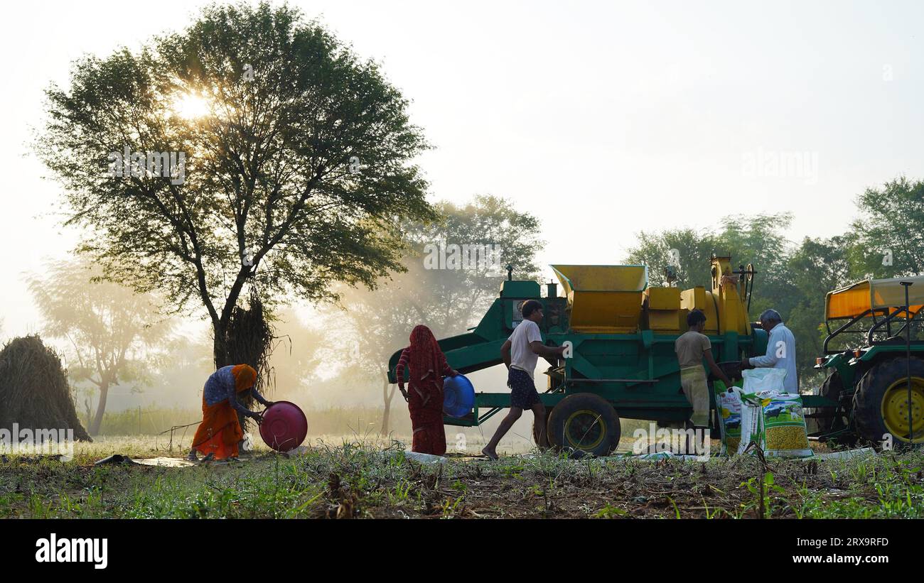 Thresher harvester harvesting millet during sunrise, Asian family