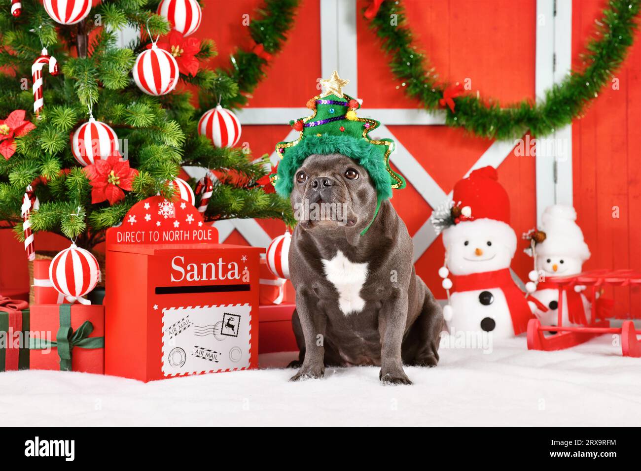 Black French Bulldog dog wearing funny Christmas tree costume hat next to festive red Christmas decoration Stock Photo