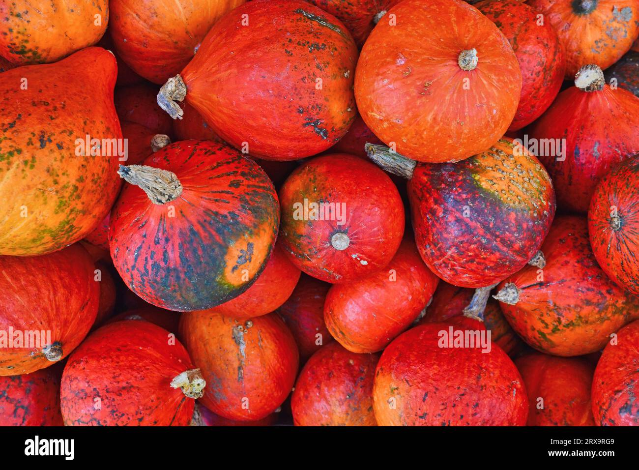 Many bright red Kuri Hokkaido squashes in pile Stock Photo - Alamy