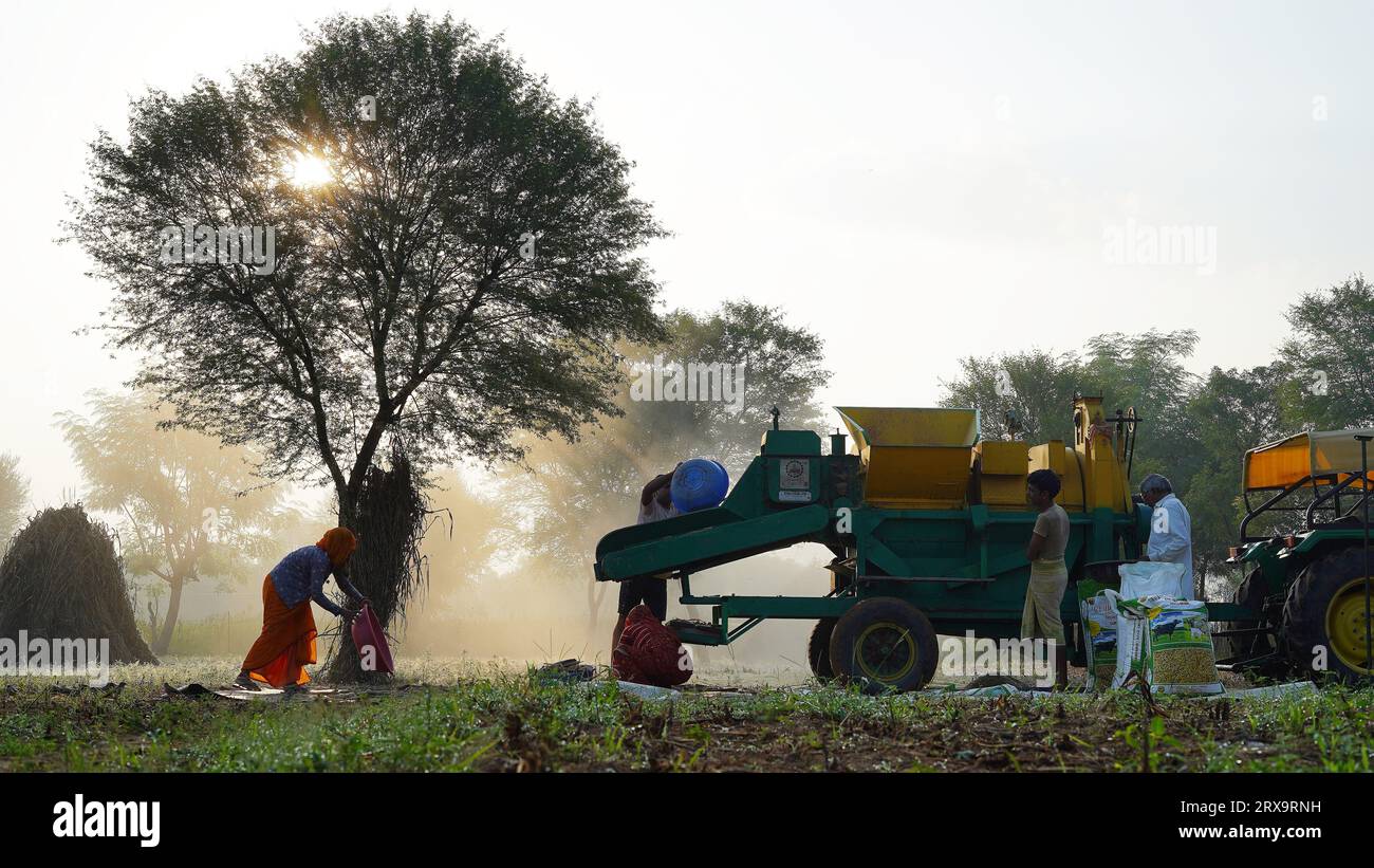 Thresher harvester harvesting millet during sunrise, Asian family