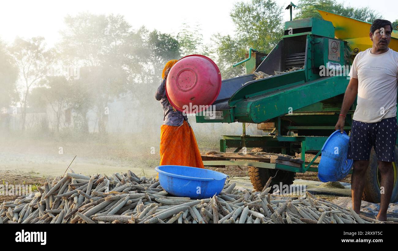 23 September 2023 Jaipur, Rajasthan, India. Thresher harvester