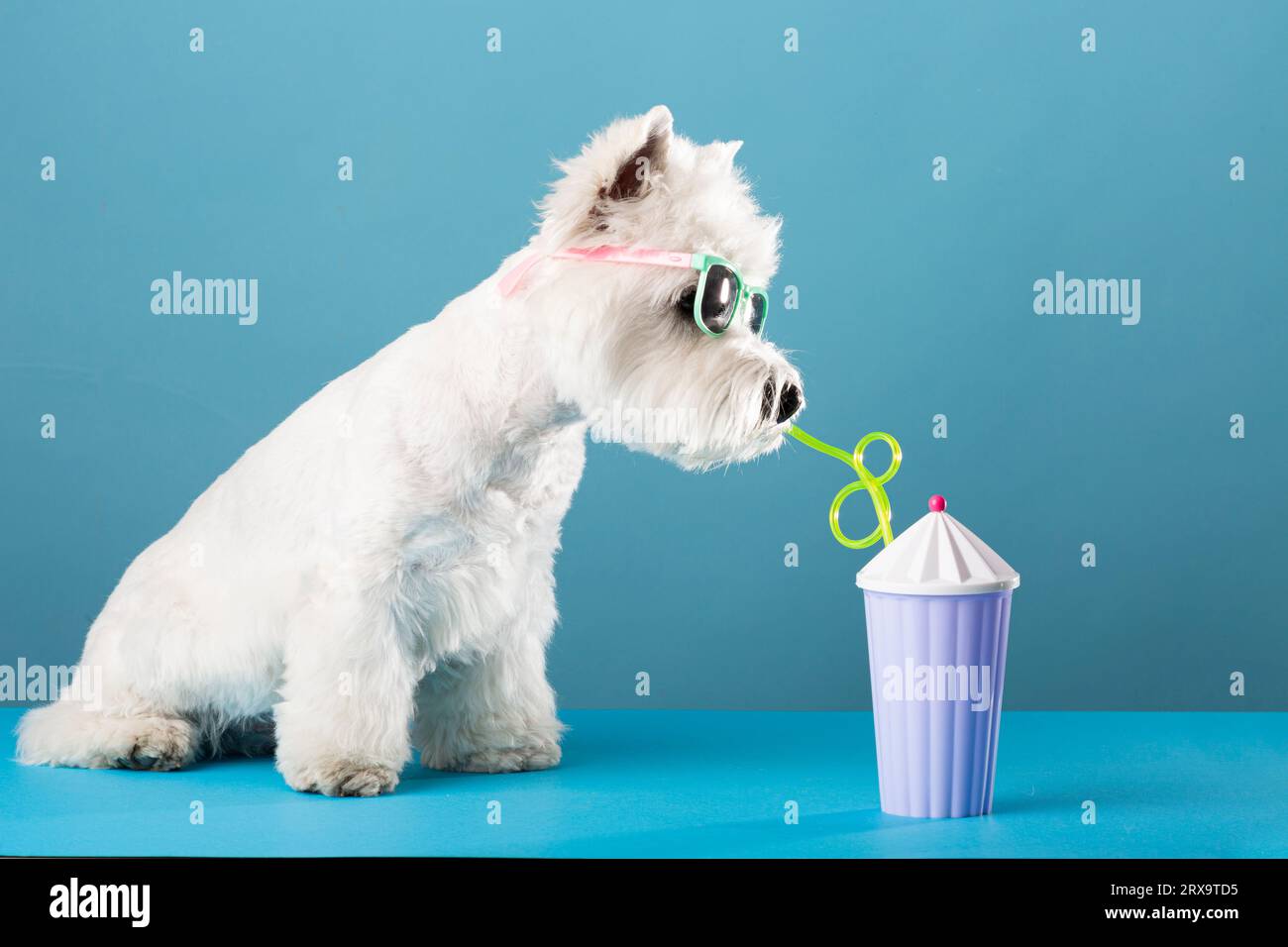 White dog west highland white terrier, drinking juice on summer vacation. High quality photo. High quality photo Stock Photo