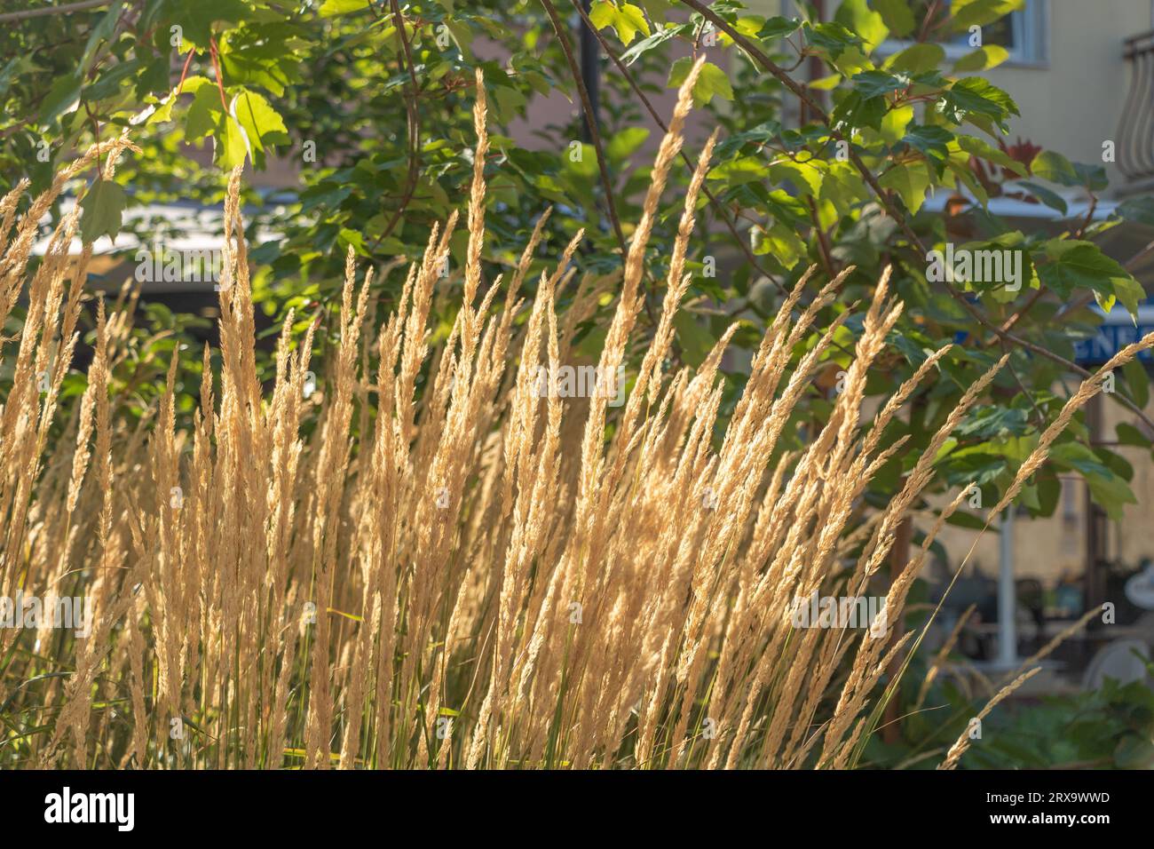 A tall grass plant Calamagrostis acutiflora in front of a building. Stock Photo
