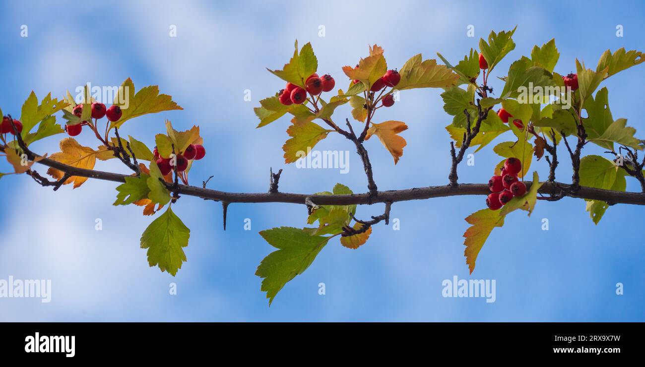 Hawthorn branch with ripe berries and yellow leaves against a blue sky Stock Photo