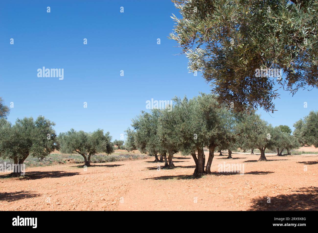 Cosecha en verano hi-res stock photography and images - Alamy