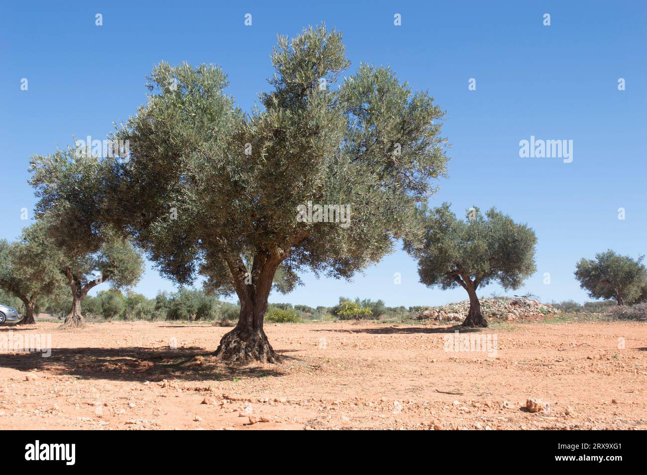 Olivar en España. Producción de aceite de oliva virgen extra Stock Photo
