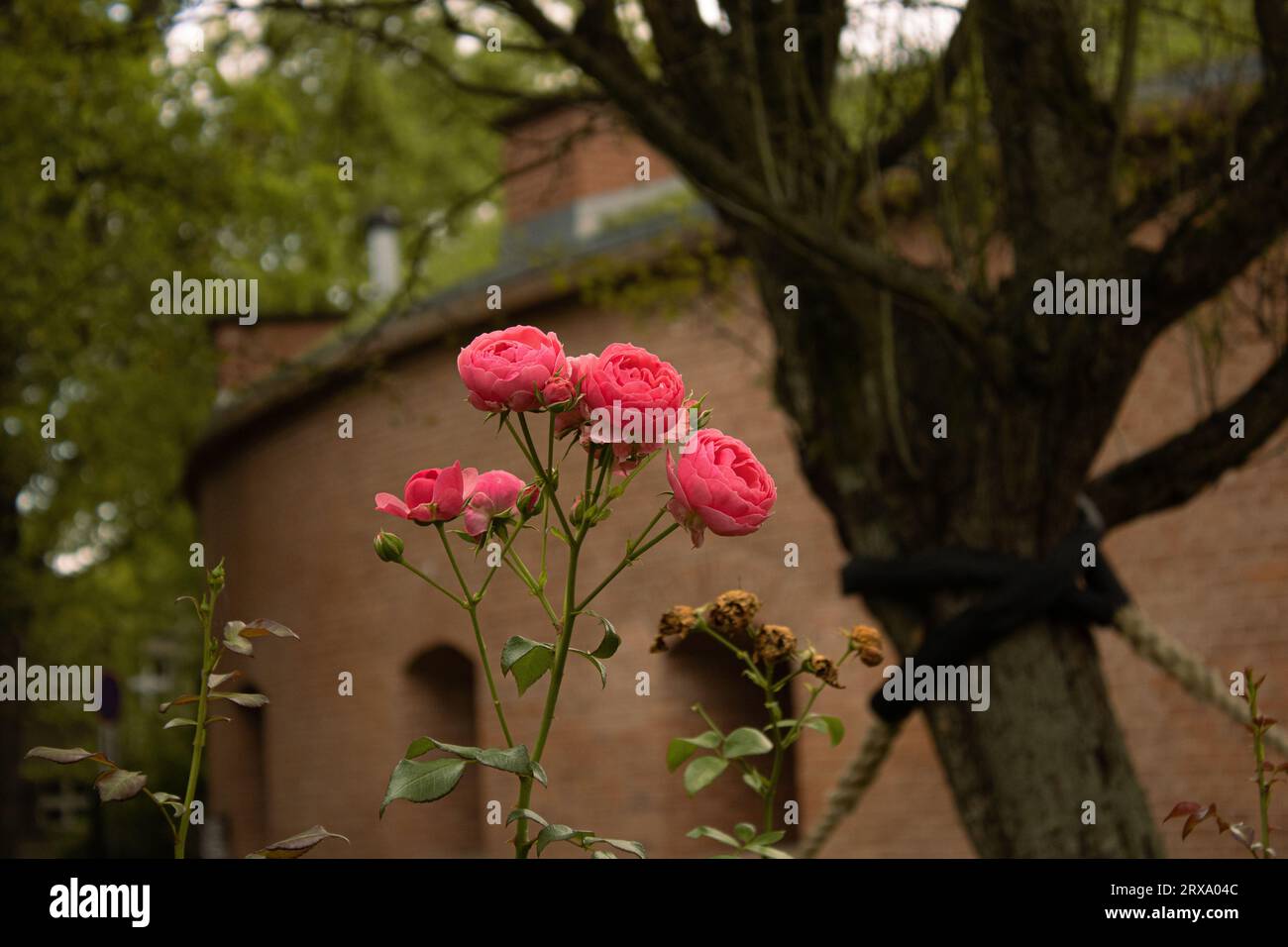 Gardenwildflowers hi-res stock photography and images - Alamy