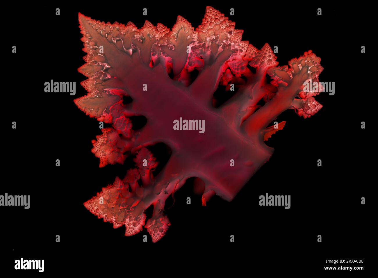 Red abstract mosaic on black bacground made of romanesco cauliflower Stock Photo