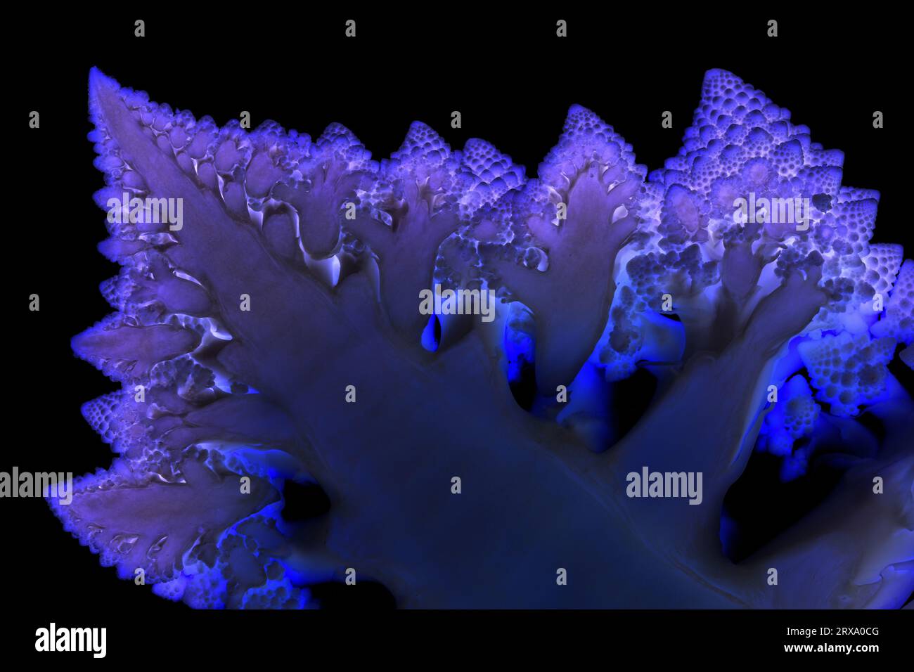 Blue abstract mosaic on black bacground made of romanesco cauliflower ...