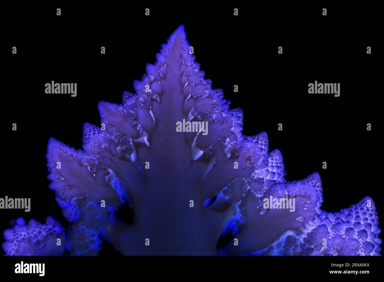 Blue abstract mosaic on black bacground made of romanesco cauliflower Stock Photo