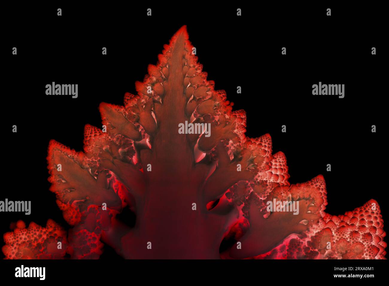 Red abstract mosaic on black bacground made of romanesco cauliflower Stock Photo