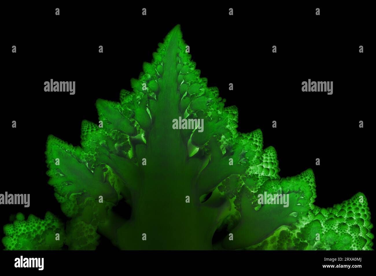 Green abstract mosaic on black bacground made of romanesco cauliflower Stock Photo