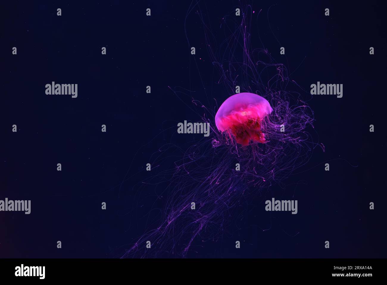 Fluorescent jellyfish swimming underwater aquarium pool with red neon