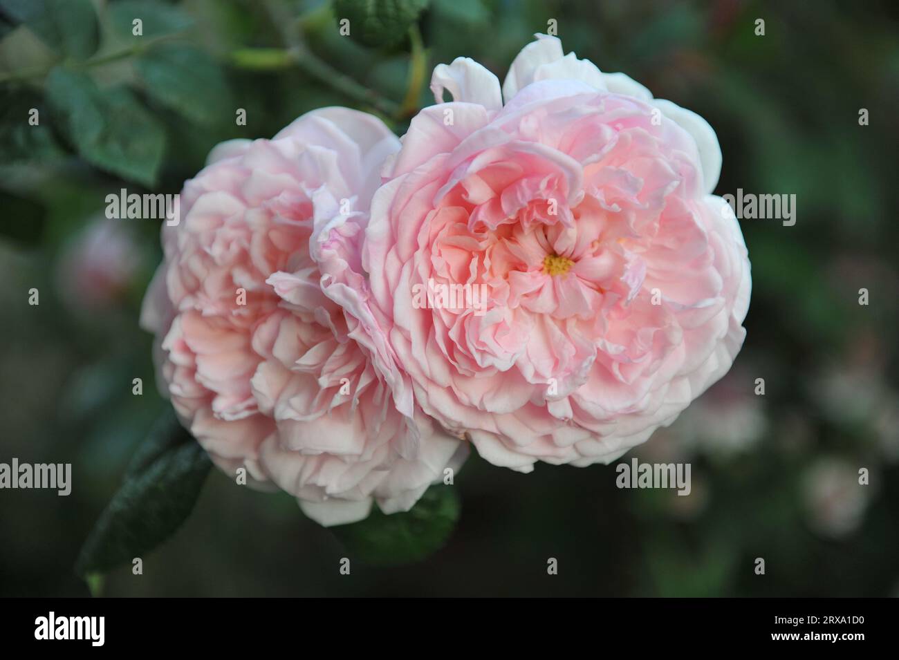 Pink English Shrub Roses Light pink English shrub rose (Rosa) Eglantyne blooms in a garden in ...