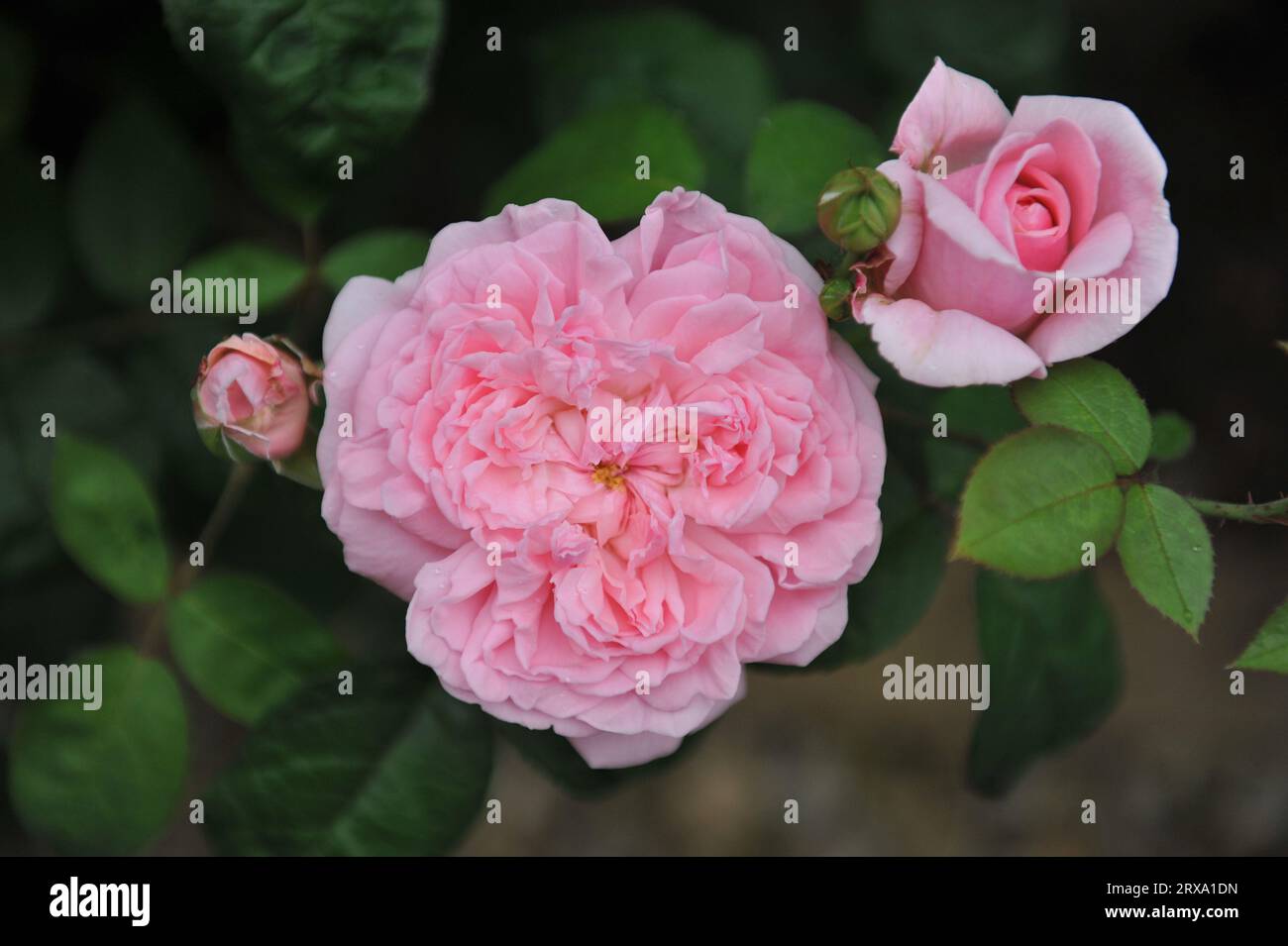 Pink English Shrub Roses Light pink English shrub rose (Rosa) Eglantyne blooms in a garden in ...