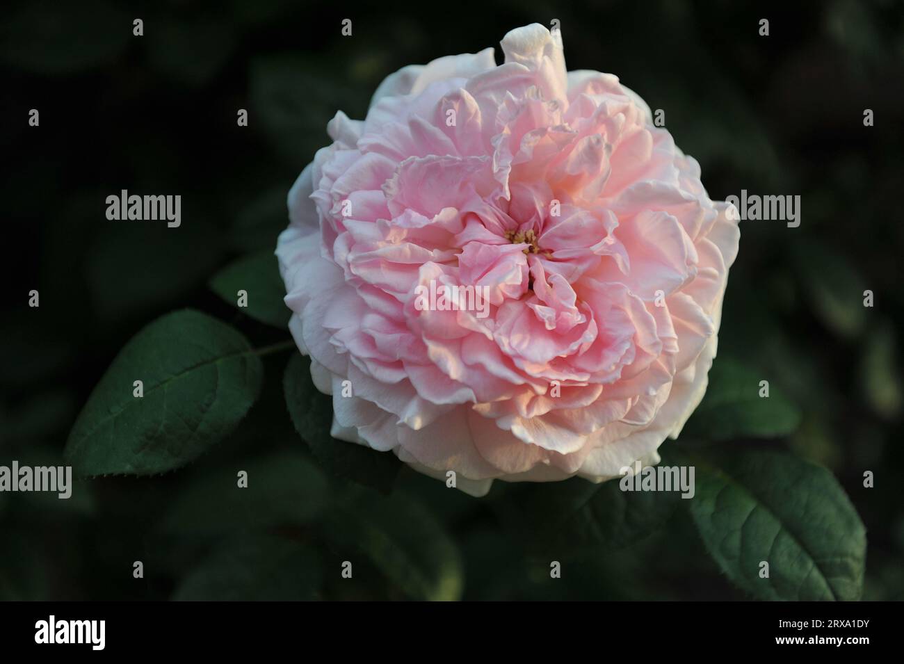Pink English Shrub Roses Light pink English shrub rose (Rosa) Eglantyne blooms in a garden in ...