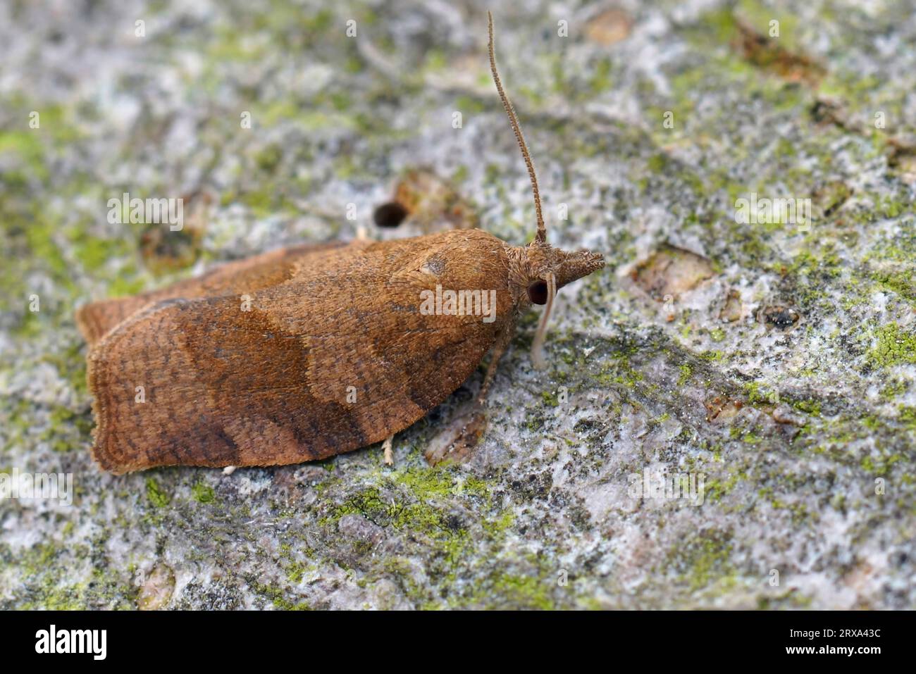 Detailed closeup on the dark fruit-tree tortrix or apple brown tortrix micro moth , Pandemis heparana Stock Photo