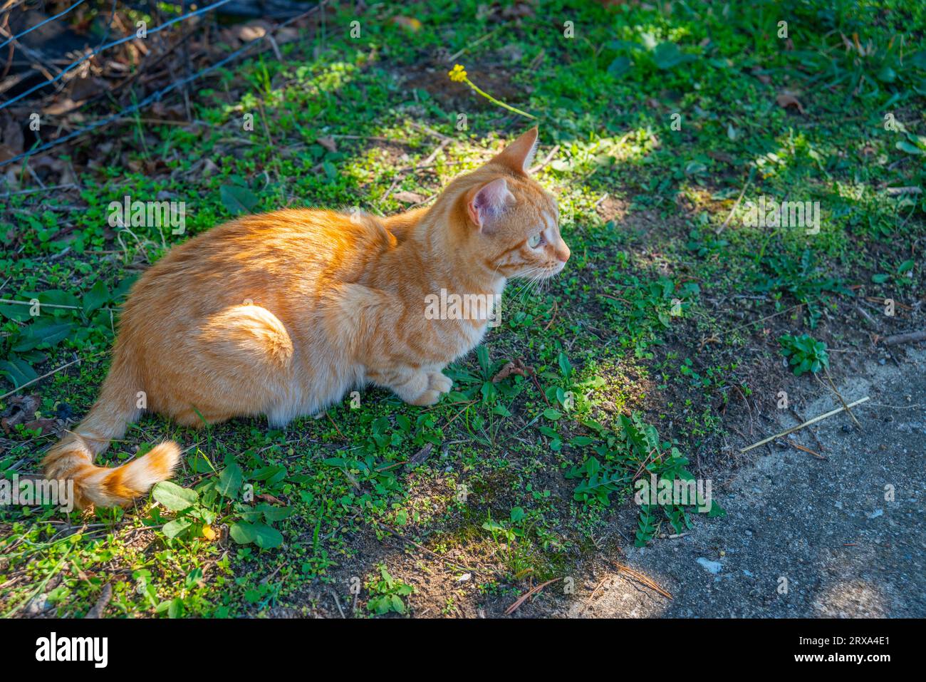 Orange tabby cat in the countryside Stock Photo - Alamy