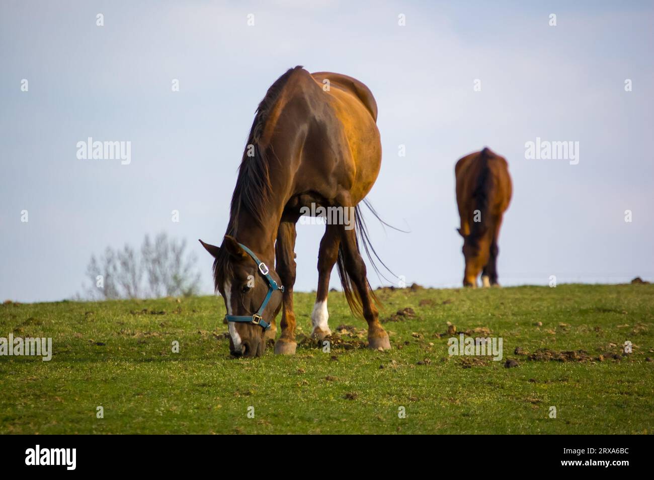 Grassland portrait hi-res stock photography and images - Alamy - Grass Eating And Horse Dental Care
