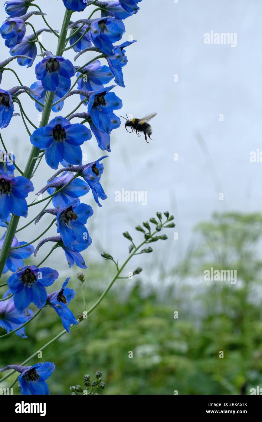 Bumblebee flies to the bright blue delphinium in sunny garden Stock Photo