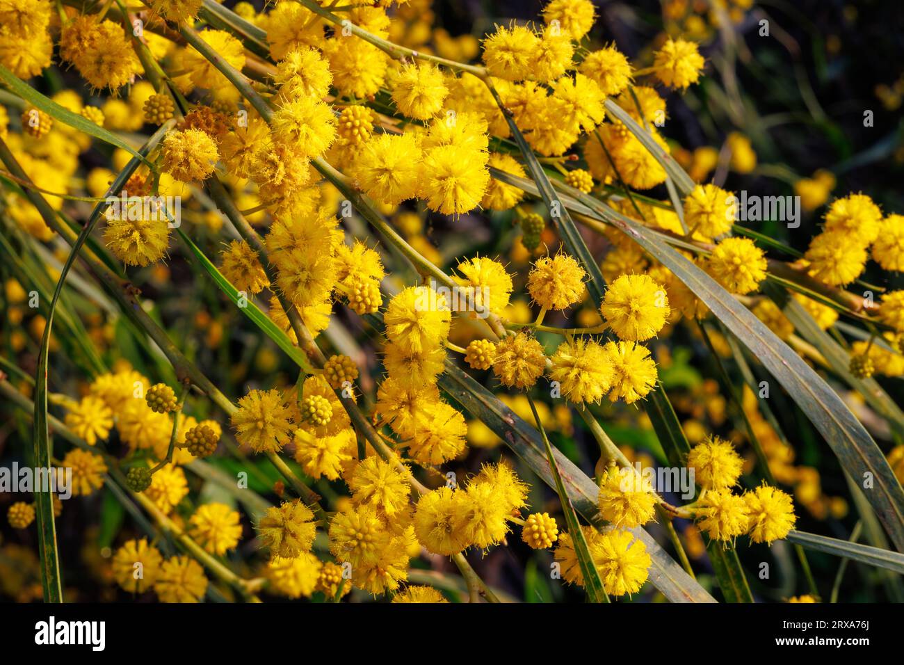 Branches and flowers of Acacia saligna on the island of Sicily, Italy Stock Photo