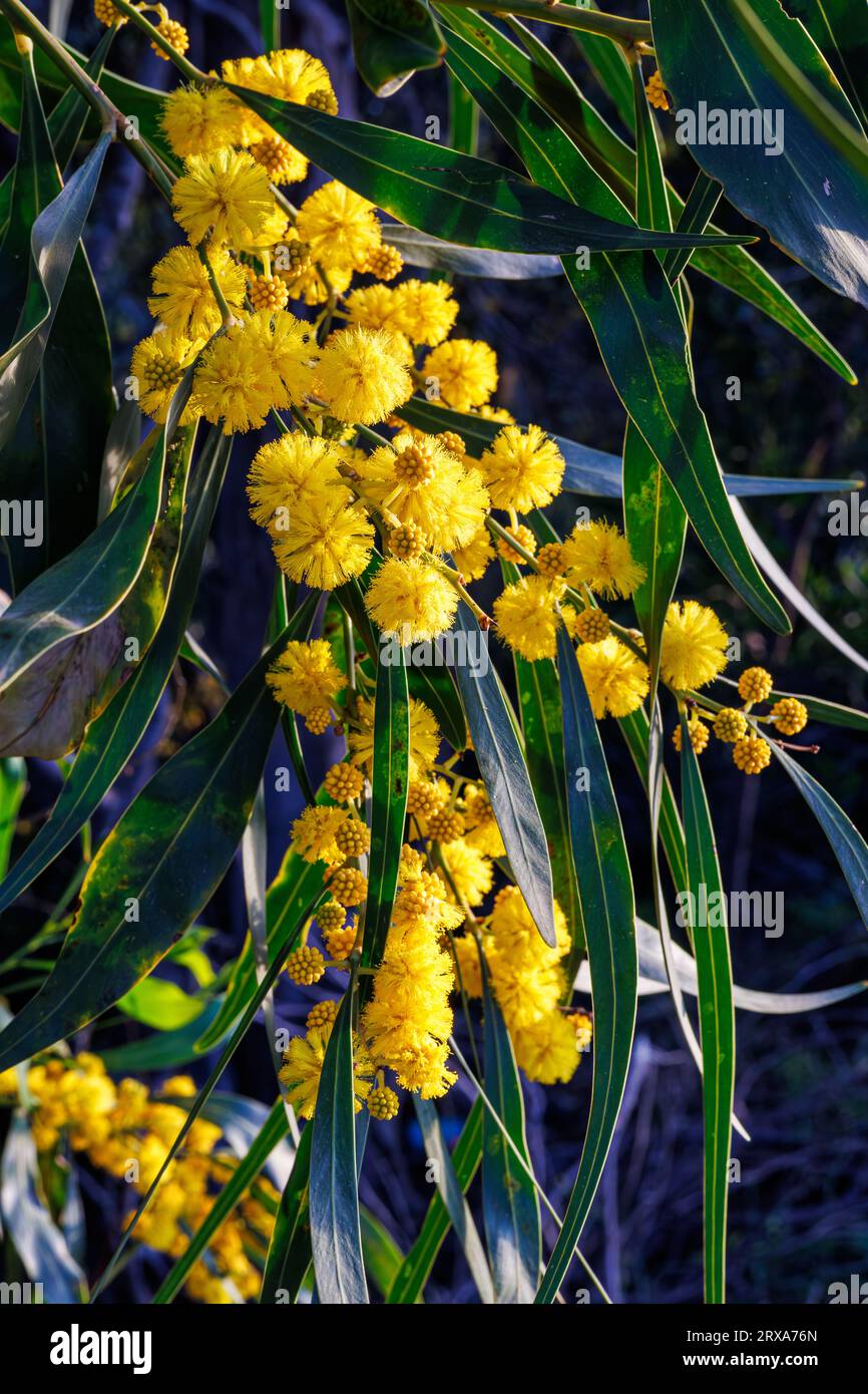 Branches And Flowers Of Acacia Saligna On The Island Of Sicily Italy 