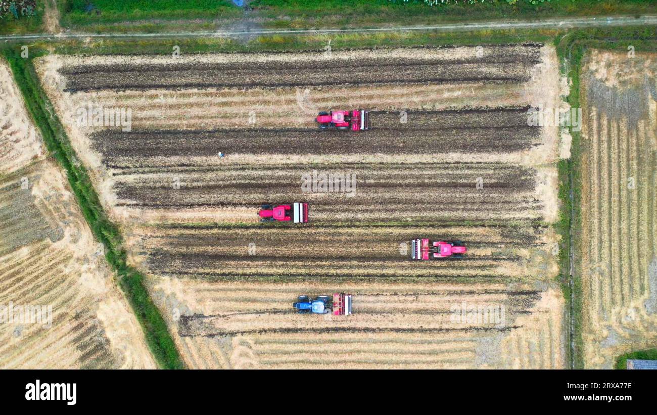 (230924) -- WUHAN, Sept. 24, 2023 (Xinhua) -- This aerial photo taken in 2023 shows harvesters working in the fields in Xiantao City, central China's Hubei Province. (Photo by Zhao Qian/Xinhua) Stock Photo