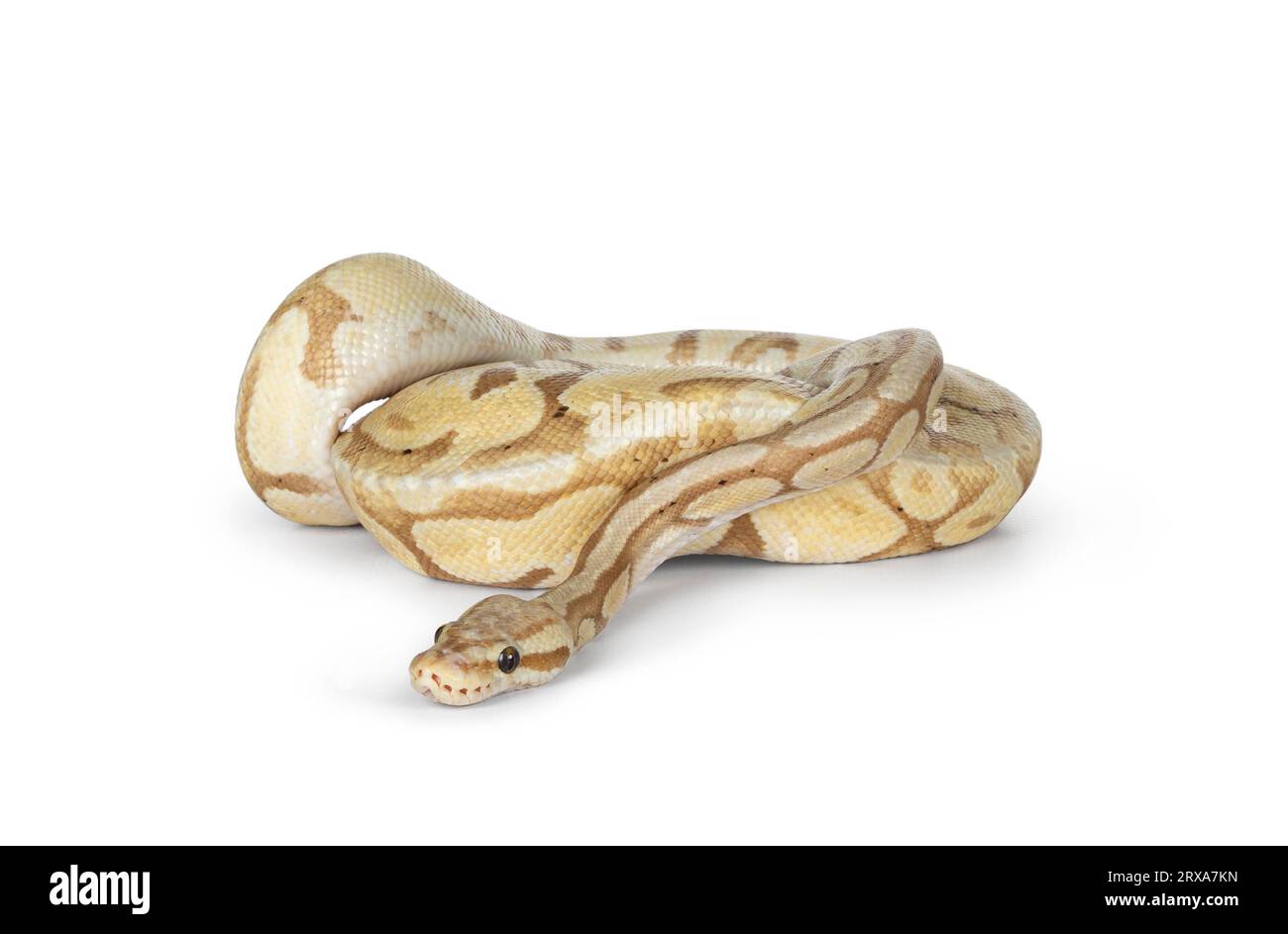 Cute yellowish ball python, curled up. Head on surface slithering to the front, looking to camera. Isolated on a white background. Stock Photo