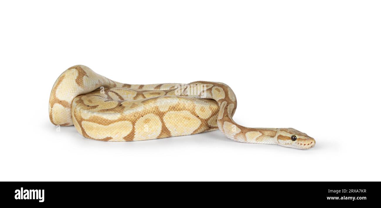 Cute yellowish ball python, curled up. Head on surface slithering side ways, looking side ways. Isolated on a white background. Stock Photo