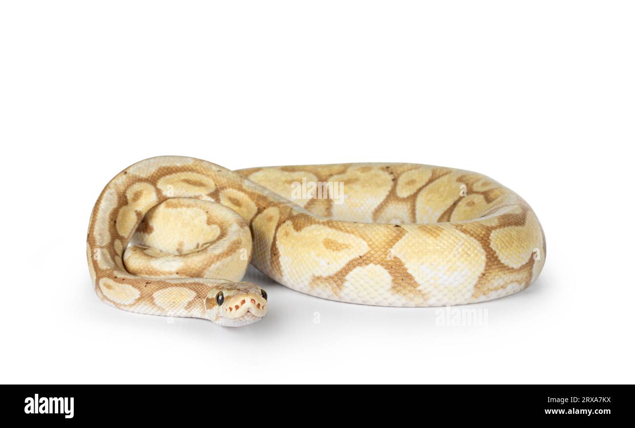Cute yellowish ball python, curled up. Head down on surface, looking towards camera. Isolated on a white background. Stock Photo