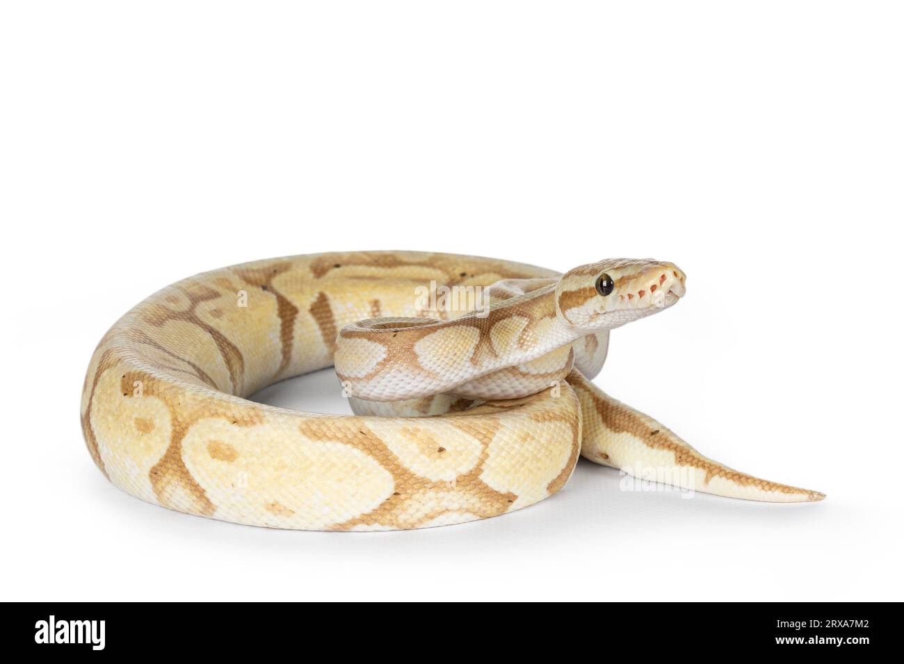 Cute yellowish ball python, curled up. Head on body, looking side ways. Isolated on a white background. Stock Photo
