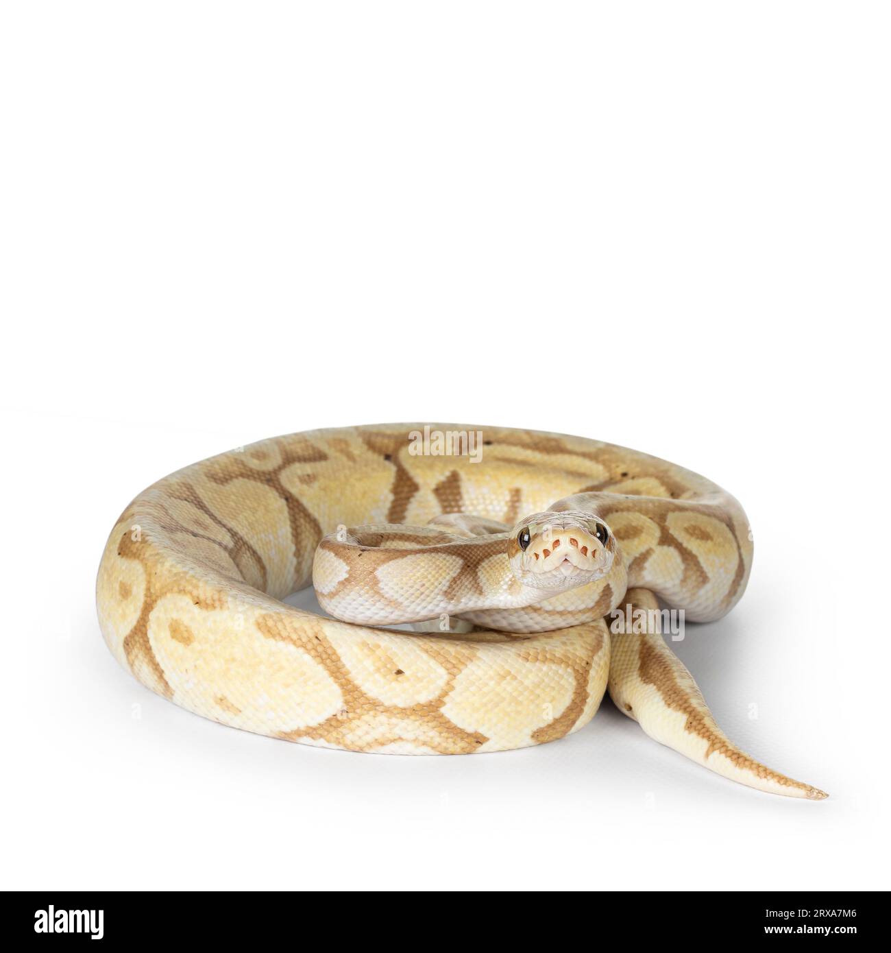 Cute yellowish ball python, curled up. Face up towards camera, looking with a smiley face to lens. Isolated on a white background. Stock Photo