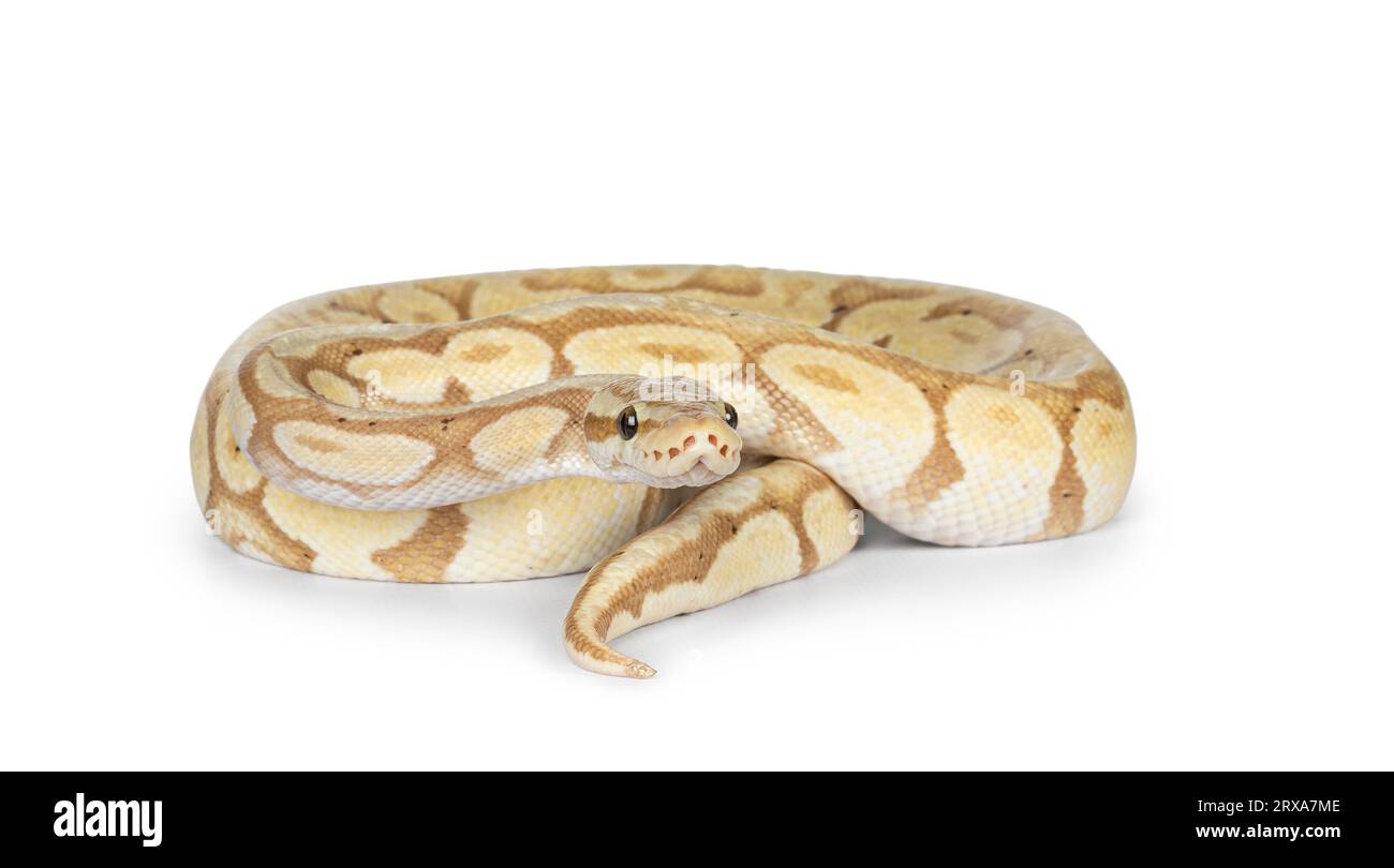 Cute yellowish ball python, curled up. Head on body, looking beside camra. Isolated on a white background. Stock Photo
