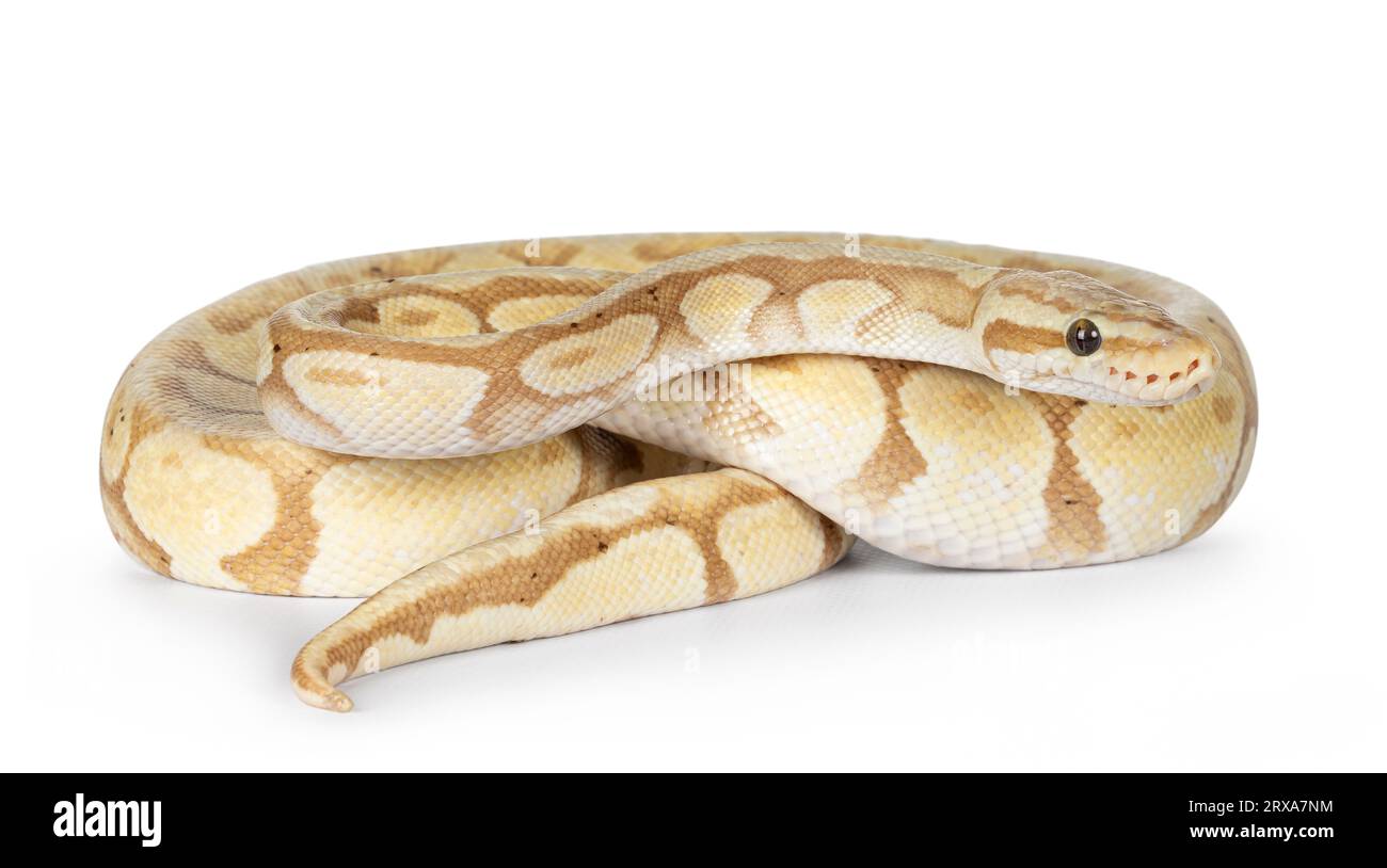 Cute yellowish ball python, curled up. Head on body, looking side ways. Isolated on a white background. Stock Photo