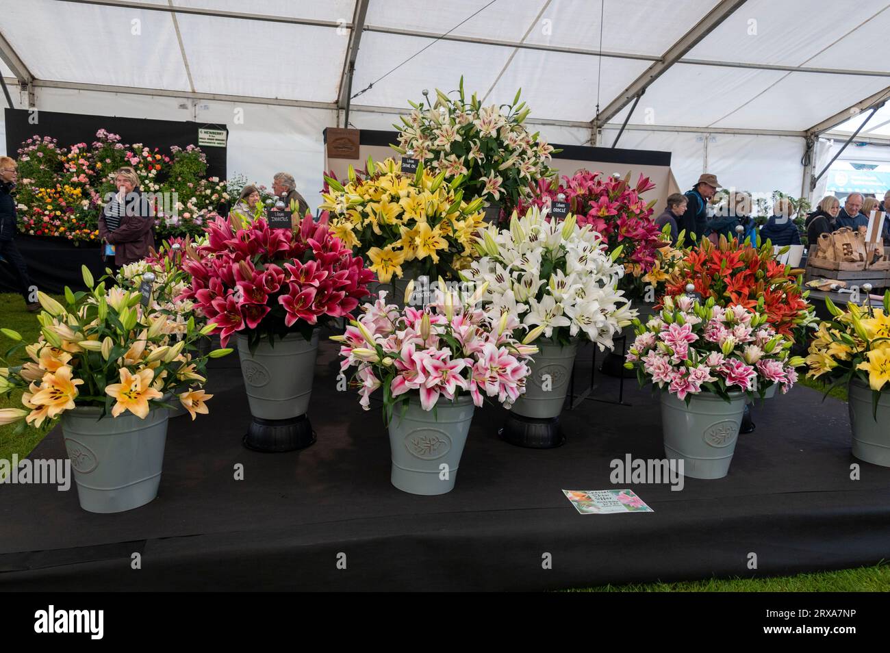At the Flower show at the Malvern Autumn show held at the Three