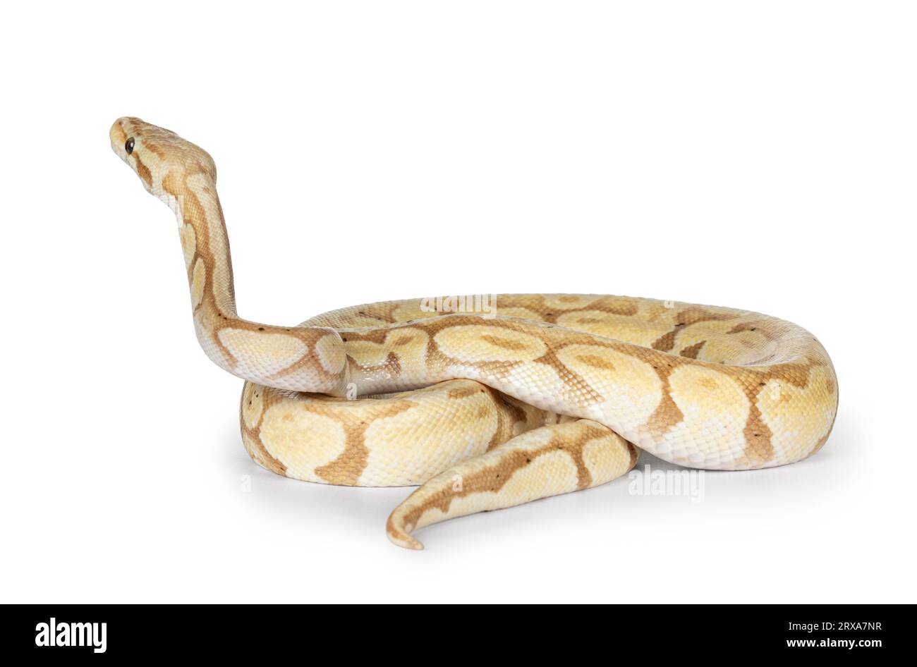 Cute yellowish ball python, curled up. Head hig up looking away from camera. Isolated on a white background. Stock Photo