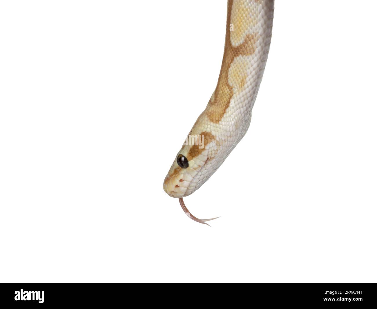 Head shot of cute yellowish ball python, isolated on a white background. Tongue out. Stock Photo