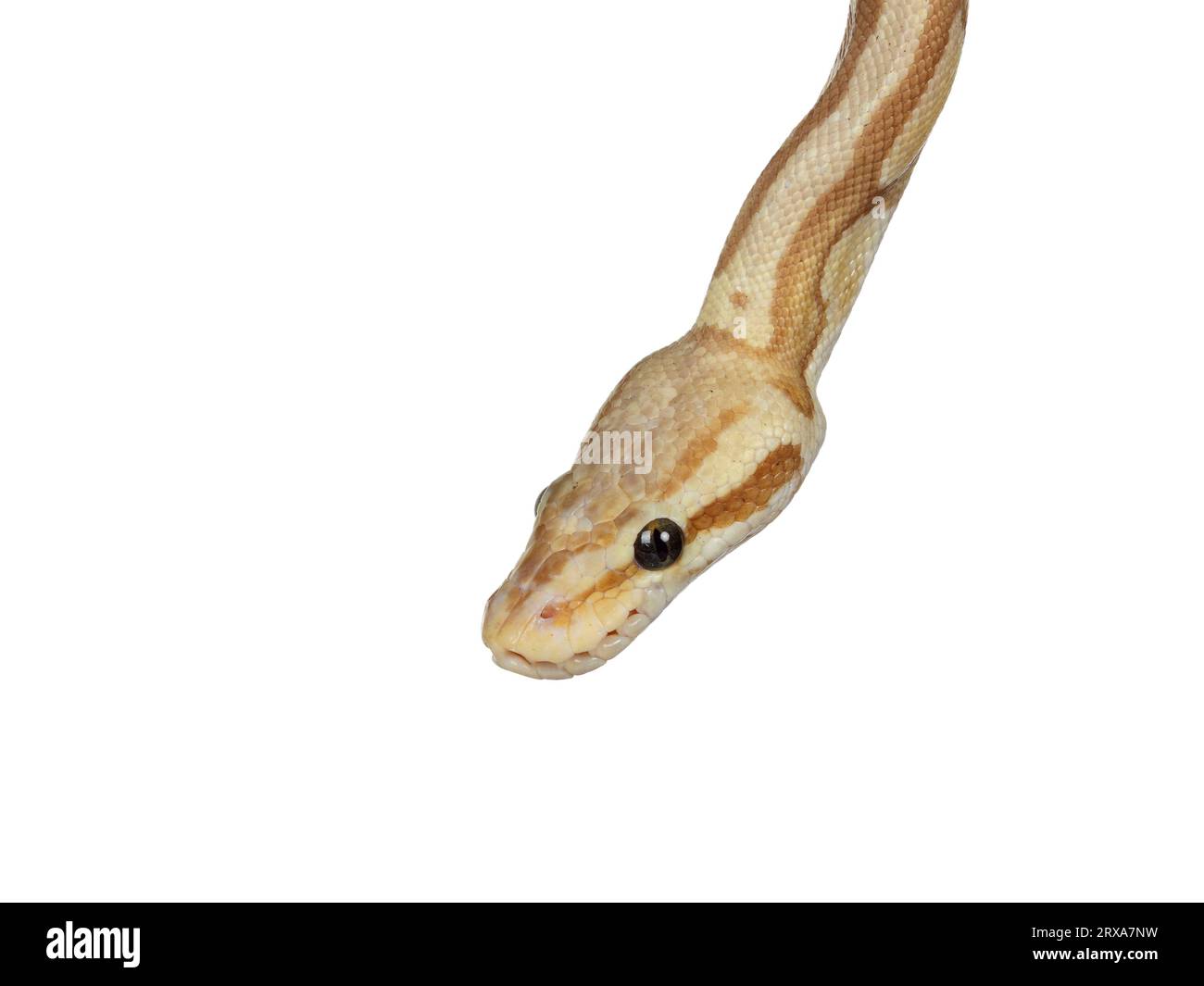 Head shot of cute yellowish ball python, isolated on a white background. Tongue in. Stock Photo