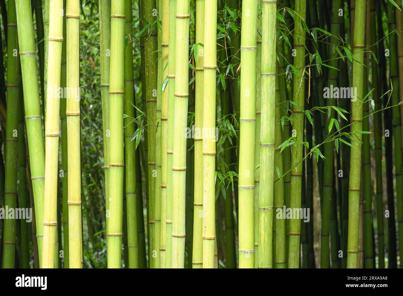 CLOSE UP OF BAMBOO TRUNKS Stock Photo