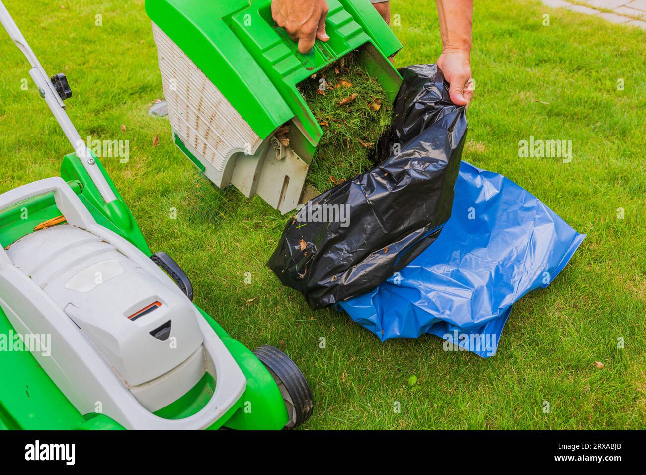 View of man pouring grass clippings from green lawn from lawnmower basket into plastic bag in garden. Sweden. Stock Photo