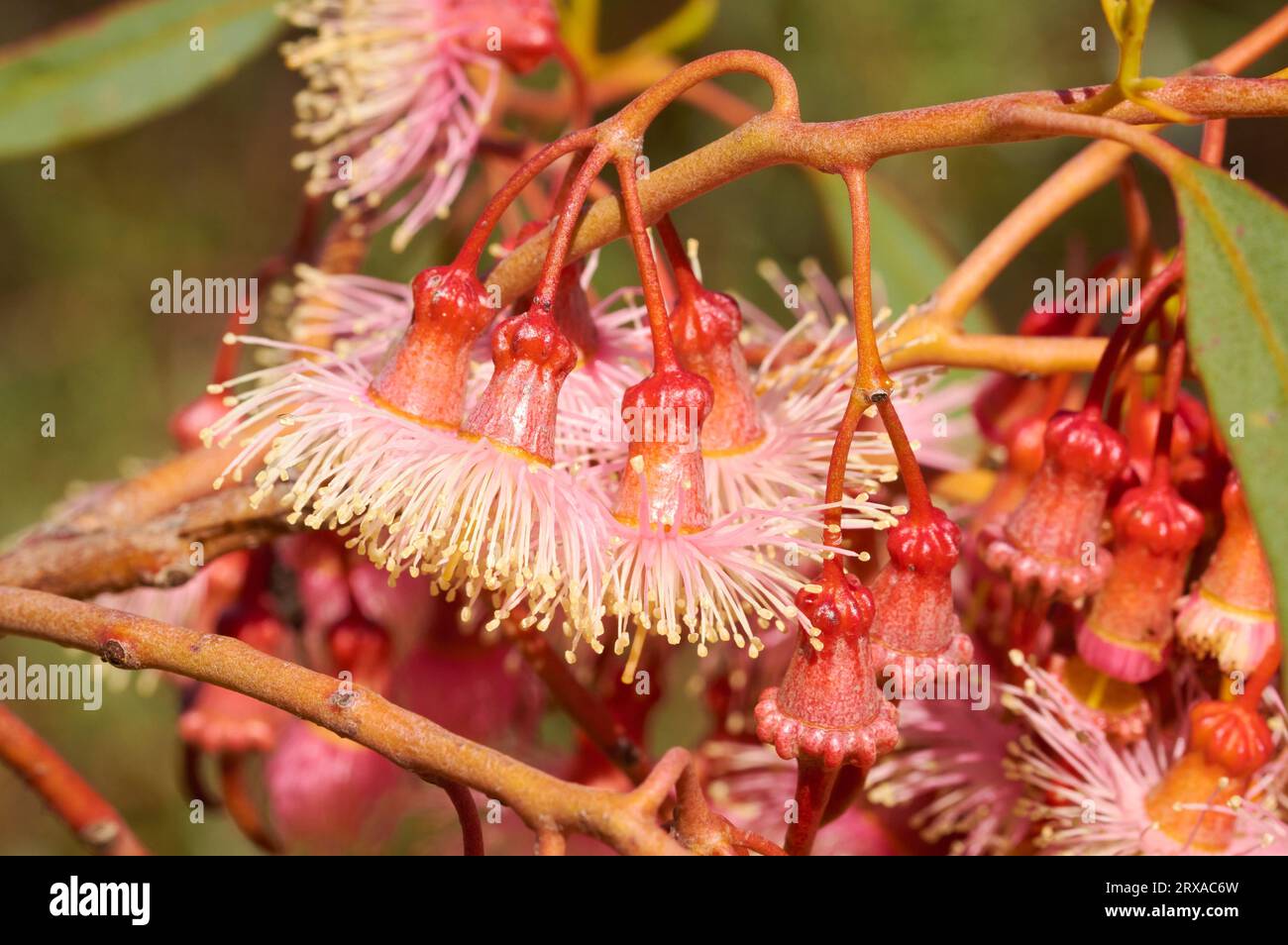 Coral Gum, Eucalyptus torquata, a tree native to the Goldfields region of Western Australia, used here as a street tree in the town of Wongan Hills. Stock Photo