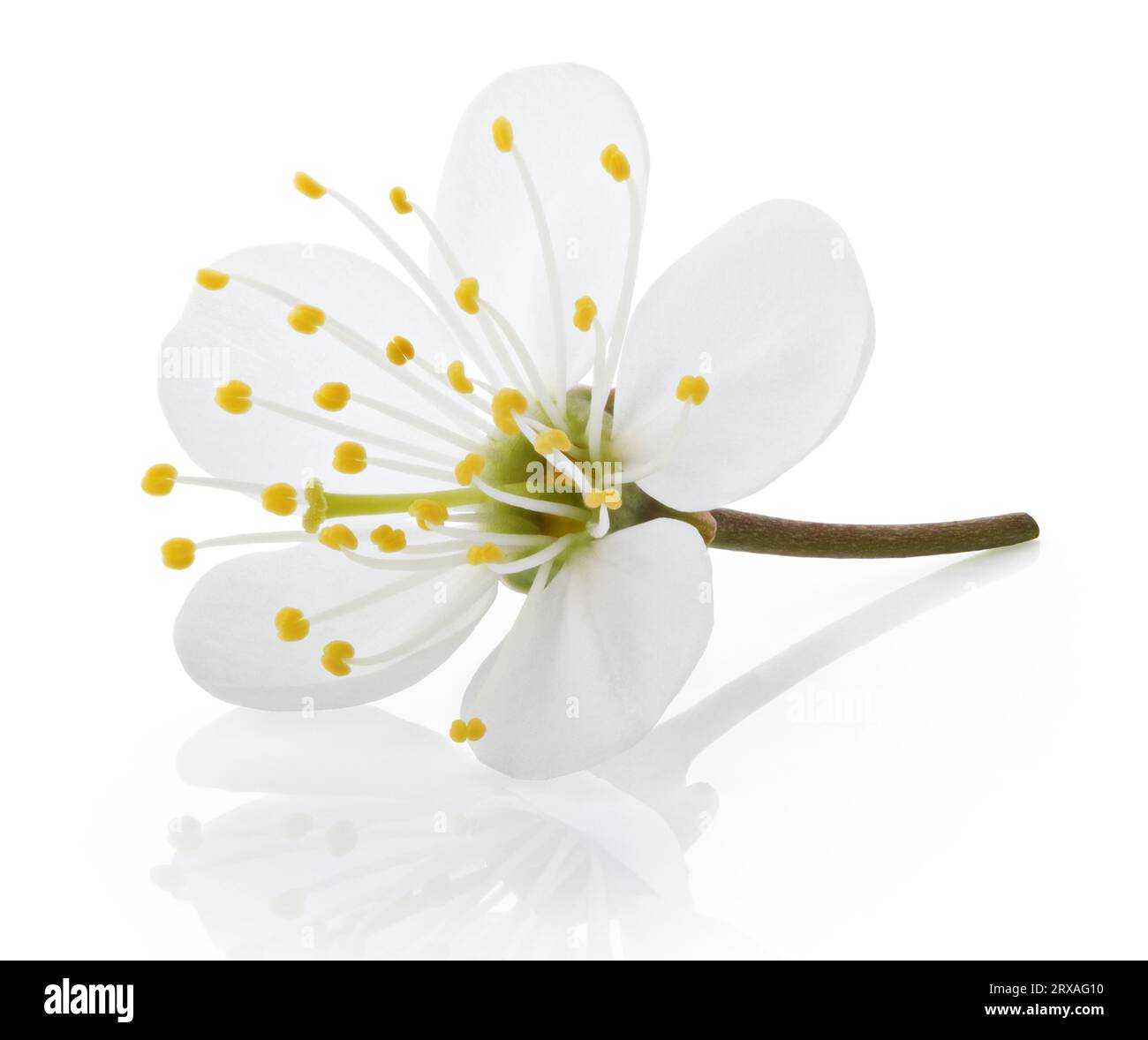 Single cherry flower isolated on white background with clipping path ...