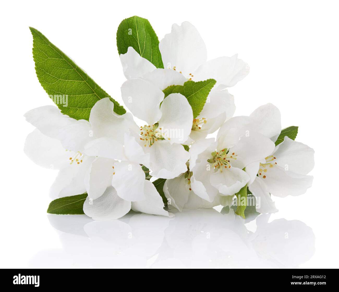 Spring blossoms - Apple tree flowers isolated on white Stock Photo